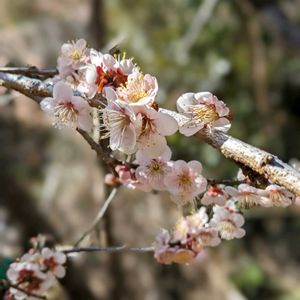 山野草,スマホ撮影,広い庭の画像