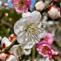 ウメ,ウメ,ユスラウメ,花梅,お気に入り♡の画像