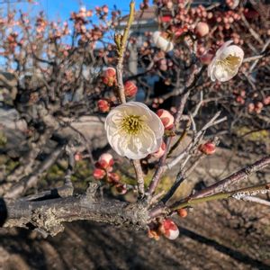 ウメ,紅梅,白梅,思いのまま,梅(うめ)の画像