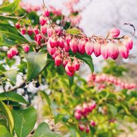 馬酔木(アセビ）,可憐な花,お散歩道,今日も元気で,ピンク❤︎ピンクの画像