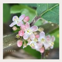 ウメモドキ,山野草,春よこい,癒される〜♡,さむっ♡の画像