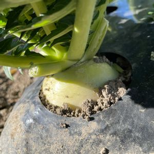 我が家,家庭菜園,畑の画像