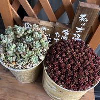 レッドベリー,ミクロカリックス,多肉植物いろいろ,ラブレター,ブラックサバスの画像