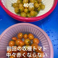 ミニトマト,スプライトトマト,水耕栽培,種から,無農薬野菜の画像