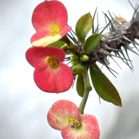 ハナキリン,花のある暮らし,植物観察,おうち園芸,東北人花の会の画像