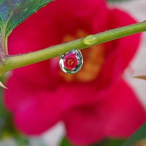 サザンカ,サザンカ,山茶花,山茶花（サザンカ）,さざんかの画像