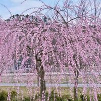 紅梅,白梅,しだれ梅,今日のお花,花のある暮らし♡の画像