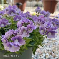 ネメシア,ネメシア,ネメシアメーテル,ネメシアメーテル・ミステリックブルー,ゲブラナガトヨの画像