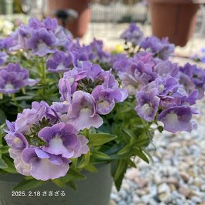 ネメシア,ネメシア,ネメシアメーテル,ネメシアメーテル・ミステリックブルー,ゲブラナガトヨの画像