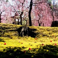 ウメ,ツバキ,苔(コケ),枝垂れ梅,梅の花の画像