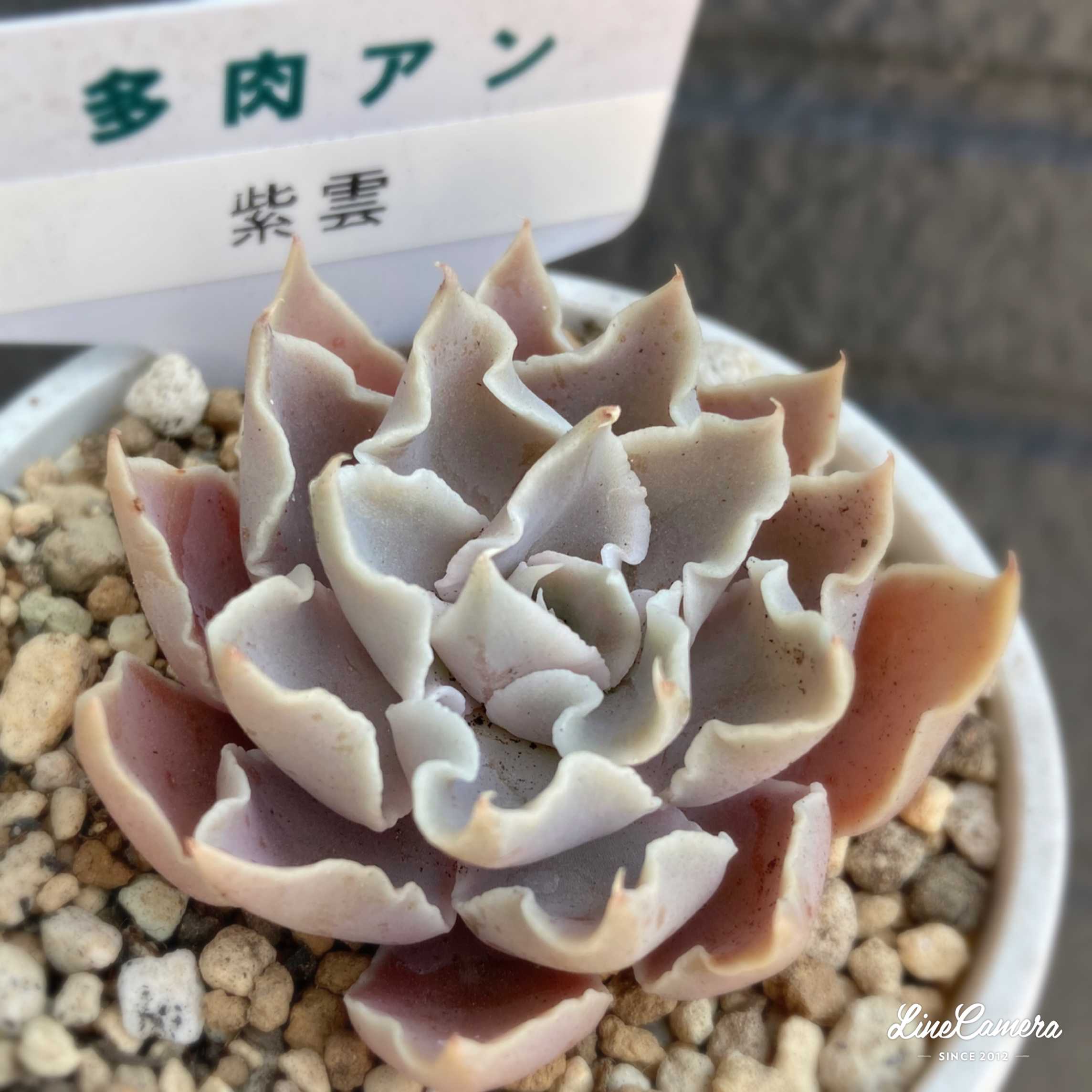 多肉アンさん苗の一覧｜🍀GreenSnap（グリーンスナップ）