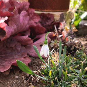 地植え,かわいいな♡,大好きなお花,お花好き,すてき…♡の画像