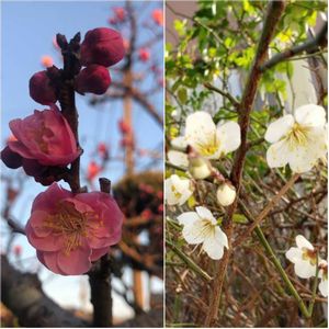 花のある暮らし,今日のお花,紅白の梅,広い庭の画像