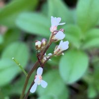 タネツケバナ,自宅の庭の画像