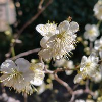 月影,月影,月影,白梅,雪月花の画像