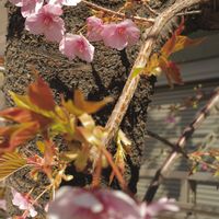 河津桜,街の植栽,植物散歩,写活,街中の植物の画像