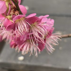 ウメ,白梅,八重咲き紅梅,八重咲き紅梅,豊後梅(ぶんごうめ)の画像