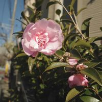 街の植栽,植物散歩,写活,街中の植物の画像