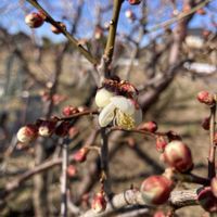 ウメ,サクラソウ,今日のお花の画像