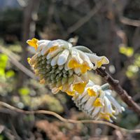 ミツマタ,開花中,ミツマタの花,今日のありがとう,癒された植物の画像