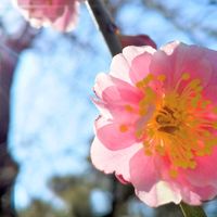 ウメ,梅の花,うめ,梅(うめ),お花の画像