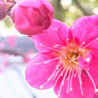 ウメ,梅の花,うめ,梅(うめ),お花の画像