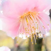 ウメ,梅の花,うめ,梅(うめ),お花の画像