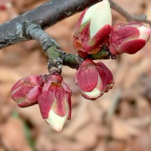 ウメ,ウメ,梅の蕾,梅(うめ),花のある暮らしの画像