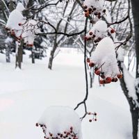 ナナカマド,北海道の画像