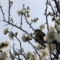 ウメ,枝垂れ梅,梅の花,梅の木,しだれ梅の画像