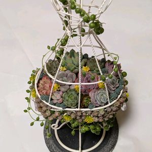 夜なべっこプレゼント企画,寄せ植え,多肉植物,観葉植物,葉挿しの画像