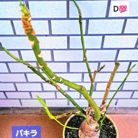 パキラ,ダイソー,冬越し,植物男子ベランダー,窓辺の画像