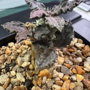 ユーフォルビアトゥレアレンシス,多肉植物,ユーフォルビア,珍奇植物,植欲の画像