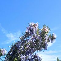 ローズマリー,お花,今日の花,そら,千葉県の画像