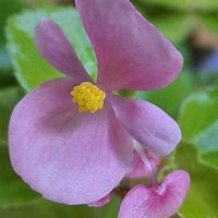 ベゴニア,ベゴニア,ピンク色の花,いつまでも友達でいよう♡,山親父　ゆきだるまの画像