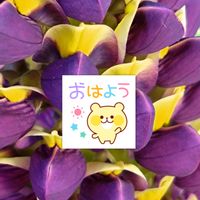 ルピナス,寄せ植え,紫の花,2色咲き,ルピナスの栽培の画像