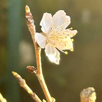 サクランボ,新芽,良い天気,成長記録,開花中の画像