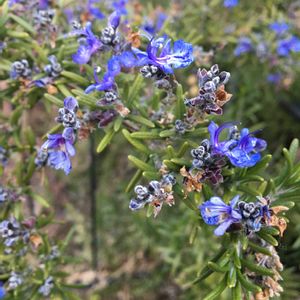 カーネーション,ローズマリー,キャベツ,たねからの幸せ,武器ではなく花をの画像