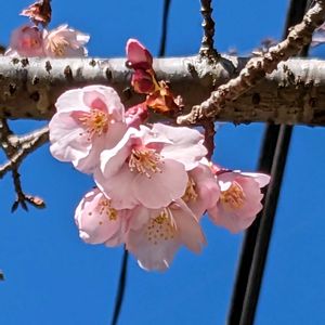 山野草,スマホ撮影,広い庭の画像