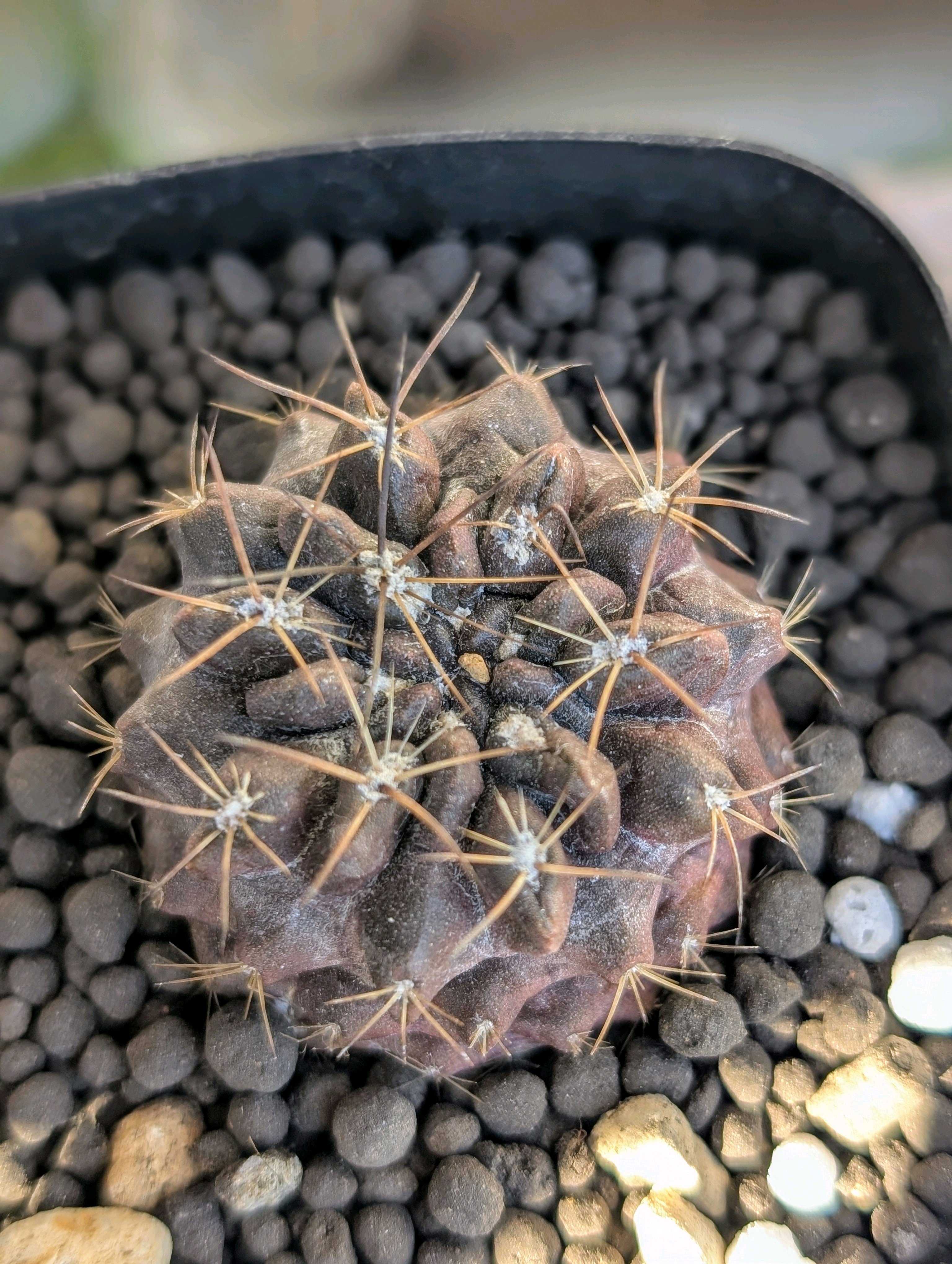 エリオシケ・オクルタの一覧｜🍀GreenSnap（グリーンスナップ）