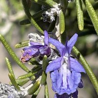 ローズマリー,ハーブ,花壇,ガーデニング,山野草の画像