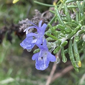 ローズマリー,ハーブ,花壇,ガーデニング,山野草の画像