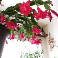 サボテン,デンマークカクタス,デンマークカクタス,着生植物,花のある暮らしの画像