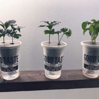 コーヒーの木,観葉植物,水耕栽培,セリア,底面給水の画像