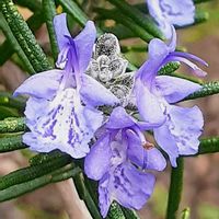 シュウメイギク,ツワブキ,ローズマリー,今日のお花,ウエストリンギアの画像