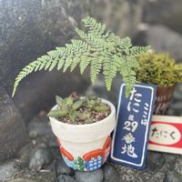 トキワシノブ,多肉植物,バラと夢CLUB,るるさんの手作り雑貨,がんに負けるな！の画像