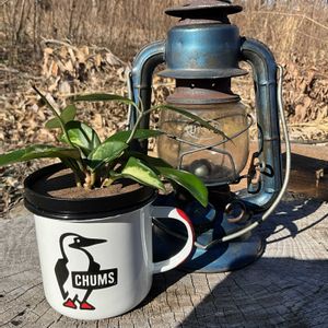 観葉植物,ハイドロカルチャー,マグカップ,ホヤ,ホーローの画像