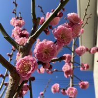 ウメ,紅梅,花梅,挿し木,シンボルツリーの画像