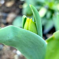 チューリップ,チューリップ,花壇,可愛い〜♡,花のある暮らしの画像