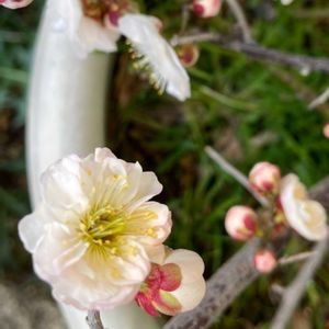 ウメ,咲いた！,iPhone撮影,植物大好き,犬好きの画像